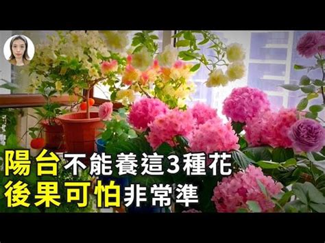 陽台種玫瑰|陽臺種玫瑰花，怎樣才能養活？